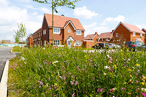 A wildlife friendly space at the Kingsbrook development in Aylesbury in anticipation for the Big Butterfly Count