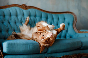 A dog rolling on a sofa creating a dog smell in the house