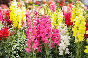 Garden care – snapdragons