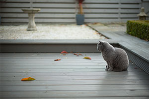 cat on decking in garden