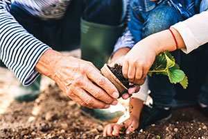 Garden care – two people planting saplings